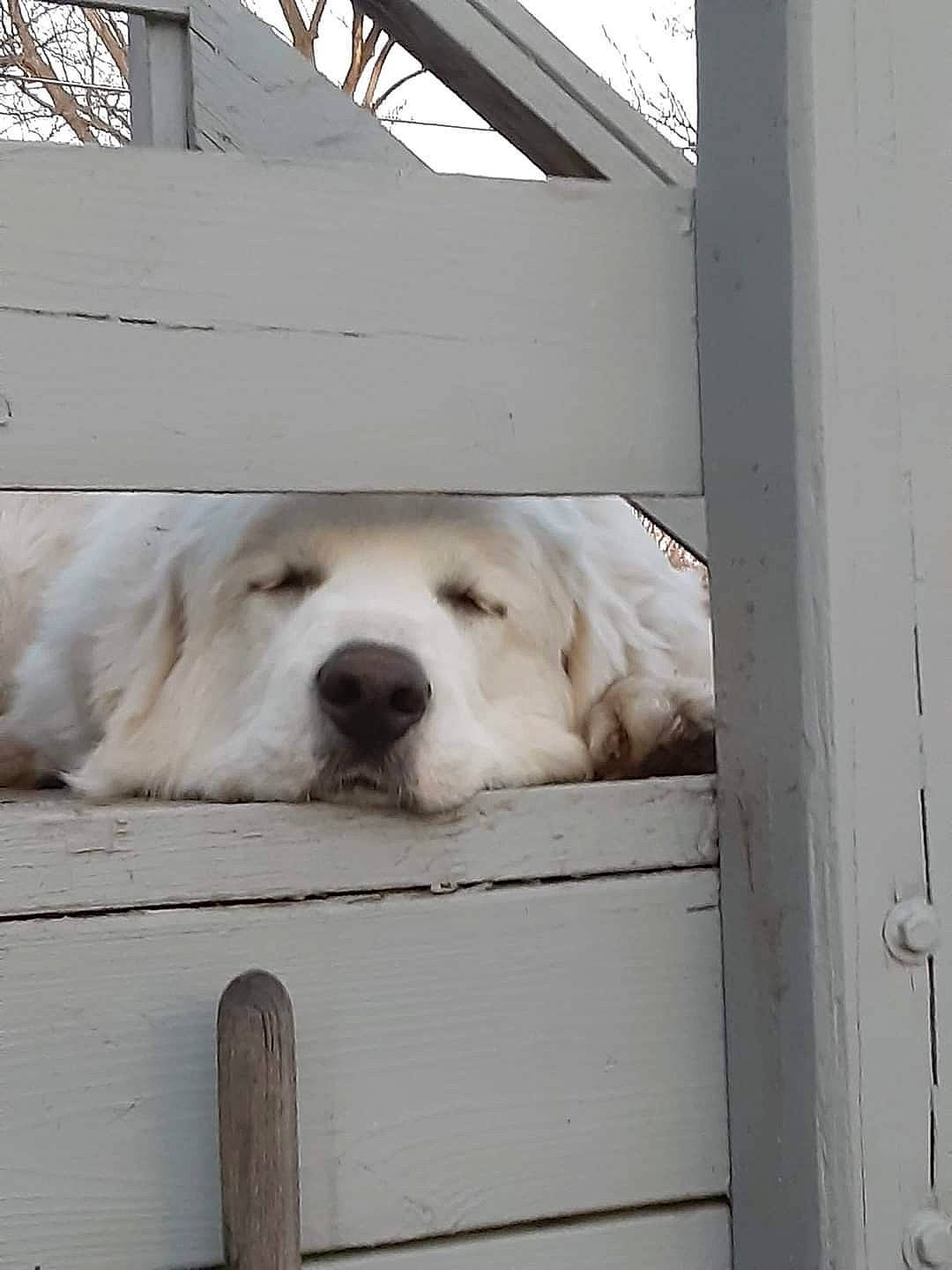 Miley Mae joined the competition — help win amazing prizes! canidae, carnivore, companion_dog, dog, dog_breed, door, fawn, fur, great_pyrenees, gun_dog, hardwood, polish_tatra_sheepdog, snout, sporting_group, stairs, terrestrial_animal, tree, whiskers, wood, working_animal