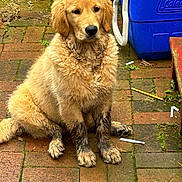 Charlie joined the competition — help win amazing prizes! dog, golden_retriever, puppy, muddy, dirty, sitting, brick_patio, outdoor, cooler, blue_cooler, fur, pet, animal, cute, young_dog, paws, nature, greenery, guilty_look, ground