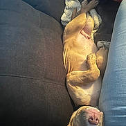 Simba a rejoint le concours — aidez-le/la à gagner de superbes lots ! dog, puppy, couch, blanket, upside_down, relaxed, cozy, indoors, furniture, pet, sleeping, resting, brown, light, canine, cute, small_dog, soft_fabric, comfort, domestic_animal