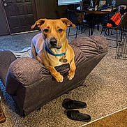 Jojo joined the competition — help win amazing prizes! dog, living_room, recliner, carpet, slippers, table, chair, window, blinds, door, wood_paneling, collar, pet_tag, furniture, indoor, houseplant, lamp, bag, water_bottle, person_absent