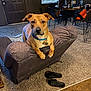 dog, living_room, recliner, carpet, slippers, table, chair, window, blinds, door, wood_paneling, collar, pet_tag, furniture, indoor, houseplant, lamp, bag, water_bottle, person_absent