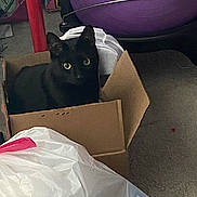 Spook is registered to the contest to win money with this photo: black_cat, cat, cardboard_box, indoor, exercise_ball, clutter, curious, pet, animal, floor, plastic_bag, carpet, household_items, feline, box, yellow_eyes, sitting, looking, domestic, cozy
