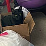 black_cat, cat, cardboard_box, indoor, exercise_ball, clutter, curious, pet, animal, floor, plastic_bag, carpet, household_items, feline, box, yellow_eyes, sitting, looking, domestic, cozy