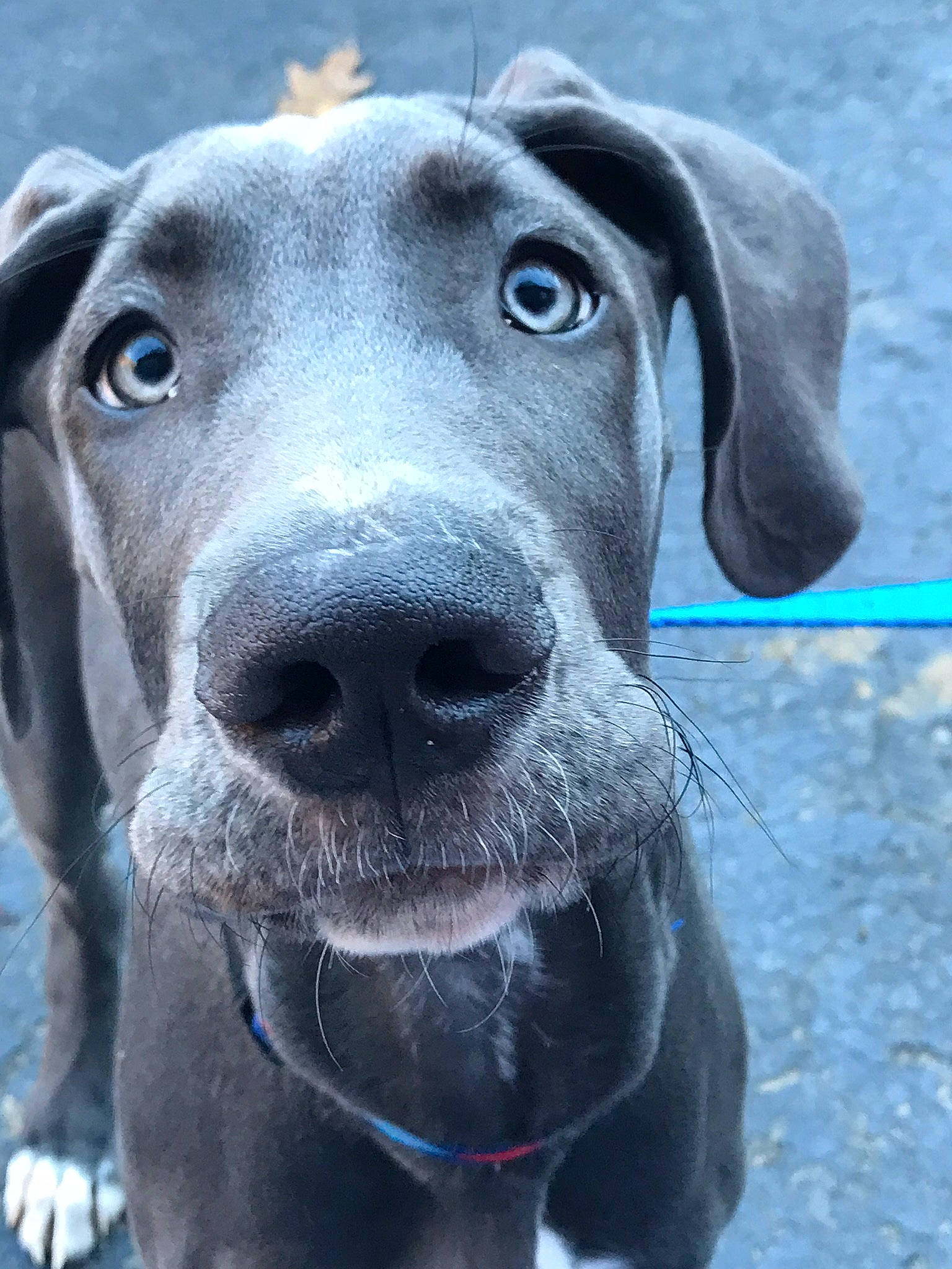 Joop is registered to the contest to win money with this photo: blue_lacy, canidae, carnivore, dog, dog_breed, ear, fawn, great_dane, guard_dog, mammal, non_sporting_group, nose, snout, sporting_group, vertebrate, weimaraner, whiskers, working_dog