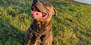 Shépa a rejoint le concours — aidez-le/la à gagner de superbes lots ! animal, canine, chain, clouds, collar, daylight, dog, ears, field, grass, happy, muzzle, nature, outdoor, pet, sky, smiling, sunlight, teeth, tongue