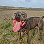 Shépa participe au concours pour gagner de l'argent avec cette photo : dog, canine, animal, pet, tongue_out, happy, smiling, outdoor, grass, field, collar, chain, brown_fur, standing, nature, daylight, muzzle, ears, tail, closeup