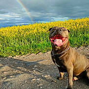 Shépa a rejoint le concours — aidez-le/la à gagner de superbes lots ! dog, canine, pet, outdoor, field, flowers, yellow_flowers, rainbow, cloudy_sky, sunlight, gravel_path, happy, tongue_out, collar, nature, smiling_dog, greenery, summer, landscape, animal