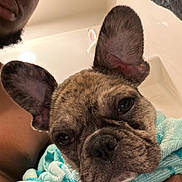 Koa is registered to the contest to win money with this photo: dog, french_bulldog, puppy, man, selfie, close_up, bathroom, towel, wrapped, pet, cute, brindle, face, ears, looking, indoor, human, animal, portrait, curious