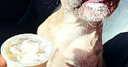Koa is registered to the contest to win money with this photo: animal, brown_fur, car_interior, car_seat, close_up, cup, cute, dog, excited, hand, happy, indoor, licking, pet, puppy, small_dog, sunlight, tongue, whipped_cream, young_dog