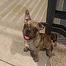 Koa joined the competition — help win amazing prizes! puppy, dog, brindle, tongue_out, concrete_floor, pet, young_dog, small_dog, indoor, cute, playful, animal, domestic_animal, ears_up, looking_up, sitting, chair_leg, brown, black, whiskers