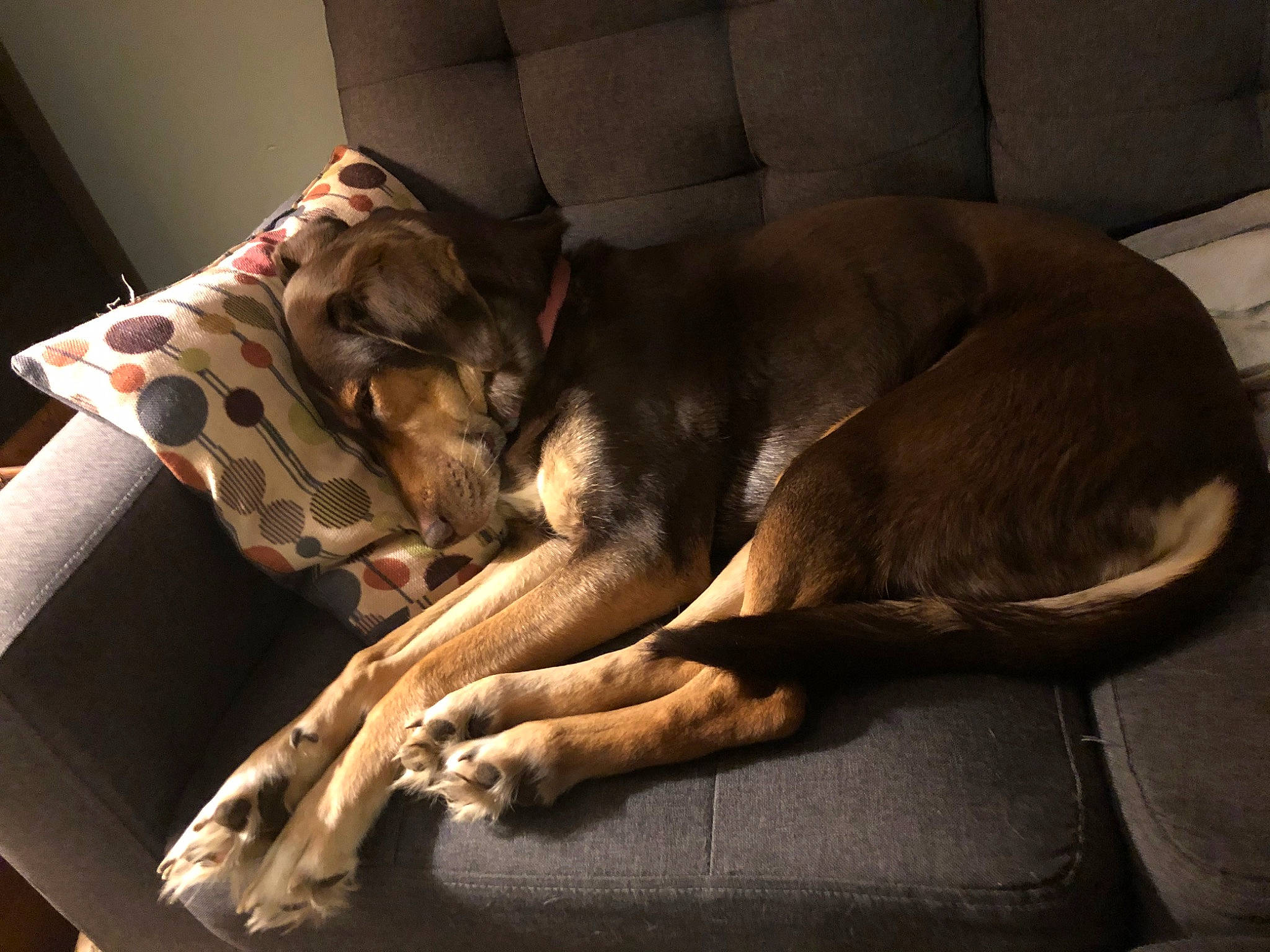 Journey is registered to the contest to win money with this photo: canidae, carnivore, comfort, dog, dog_breed, fawn, great_dane, guard_dog, lurcher, nap, non_sporting_group, paw, snout, sporting_group