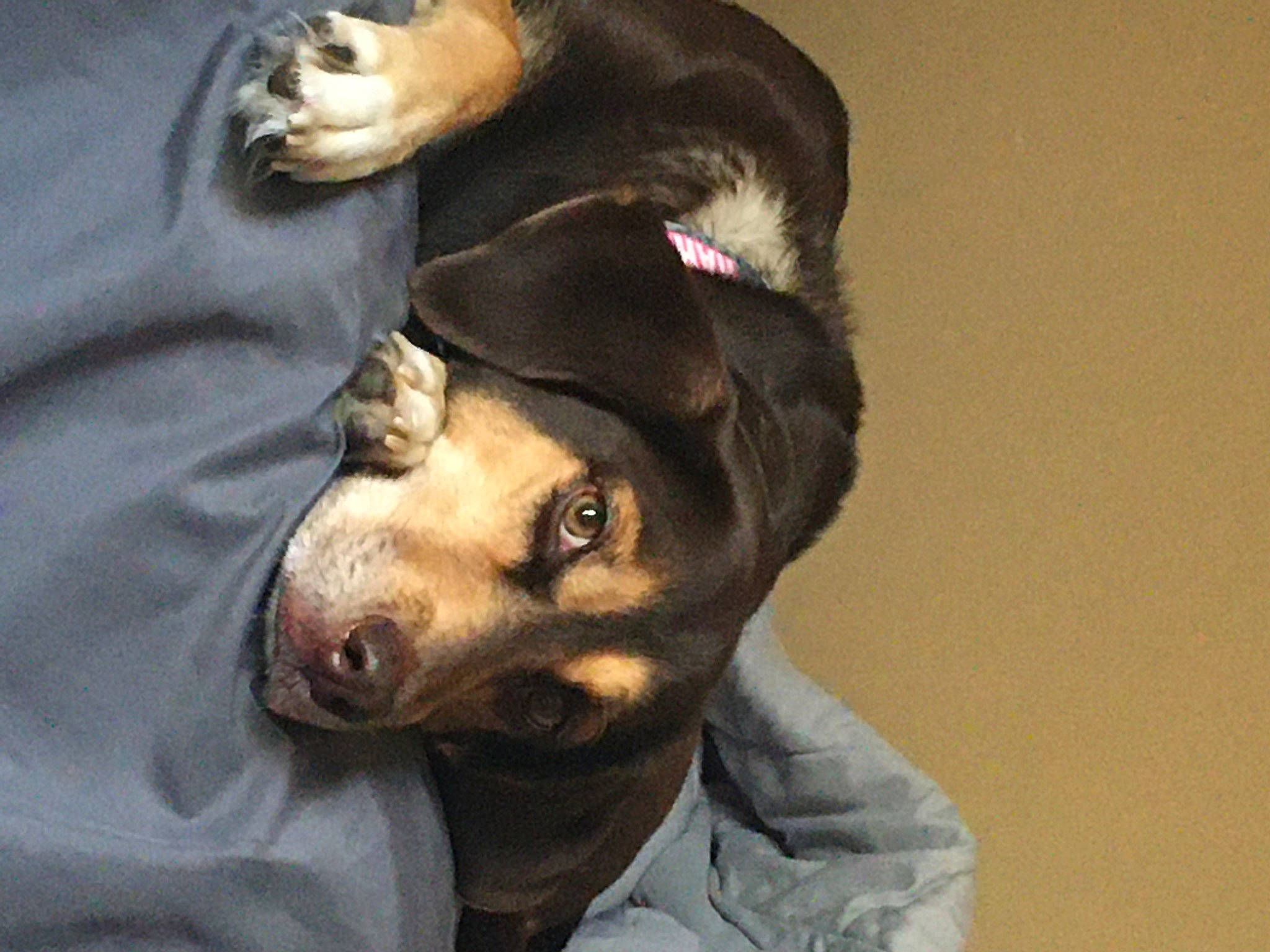 Journey joined the competition — help win amazing prizes! canidae, carnivore, companion_dog, dog, dog_breed, ear, guard_dog, head, jaw, miniature_pinscher, nose, pinscher, snout