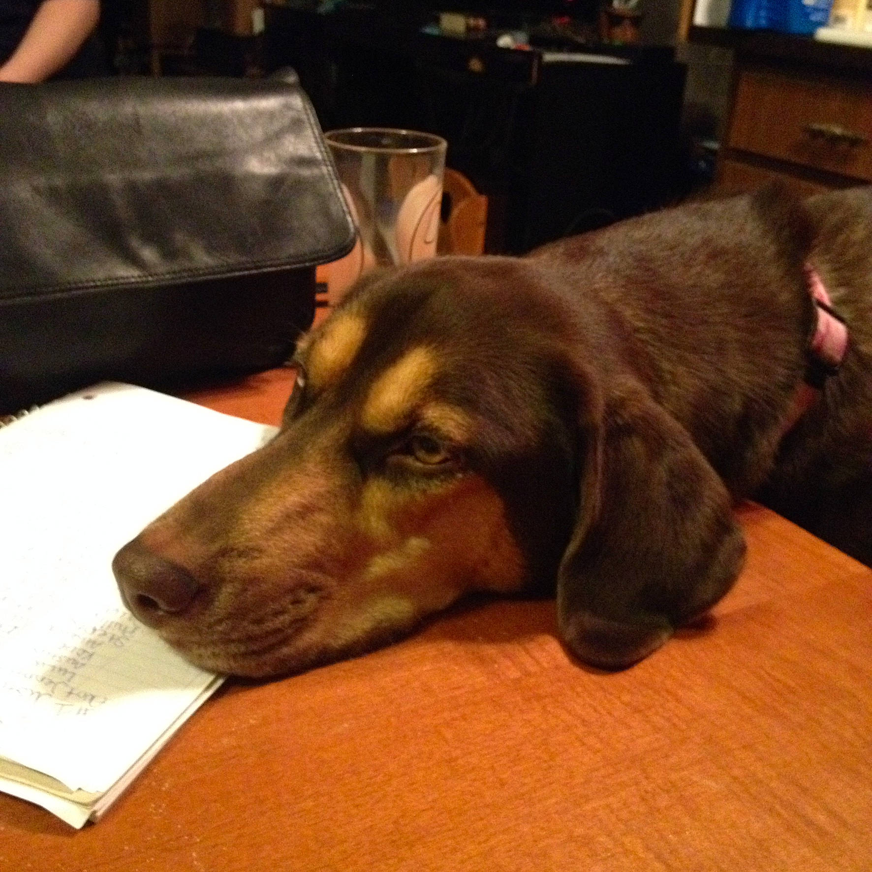 Journey joined the competition — help win amazing prizes! canidae, carnivore, companion_dog, dog, dog_breed, ear, mammal, snout, sporting_group