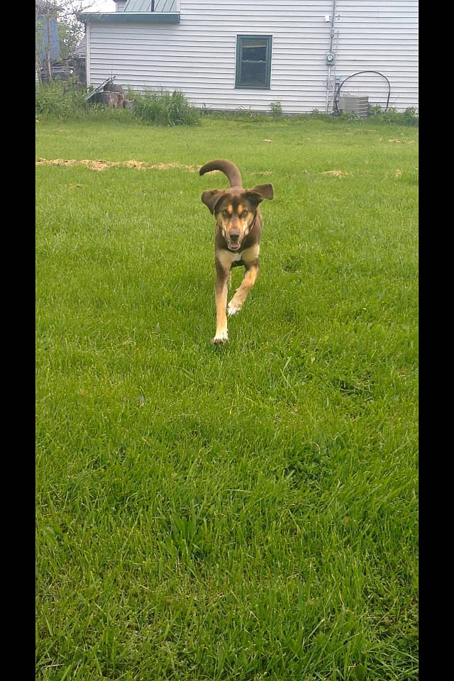 Journey joined the competition — help win amazing prizes! backyard, canidae, carnivore, dog, dog_breed, fawn, grass, grass_family, grassland, lawn, meadow, pasture, plant, sporting_group, yard