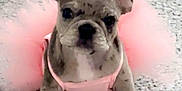 Nova joined the competition — help win amazing prizes! french_bulldog, puppy, dog, pink_tutu, costume, pet, animal, cute, indoors, blanket, carpet, small_dog, ears, sitting, looking, fur, adorable, playful, young, portrait