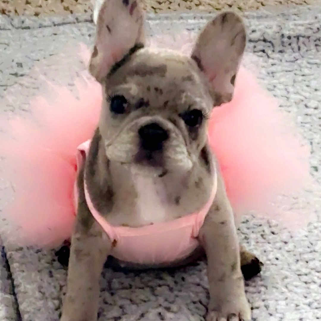 Nova joined the competition — help win amazing prizes! adorable, animal, blanket, carpet, costume, cute, dog, ears, french_bulldog, fur, indoors, looking, pet, pink_tutu, playful, portrait, puppy, sitting, small_dog, young