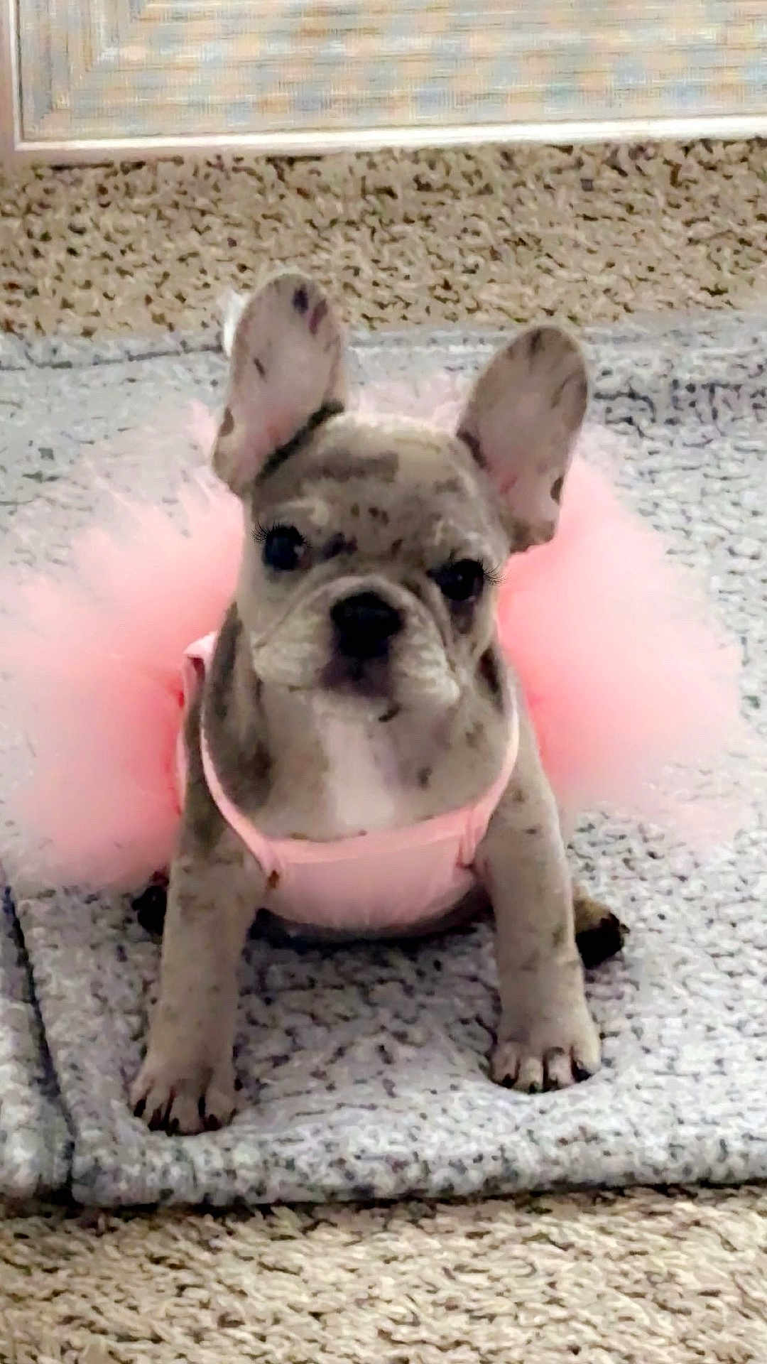 Nova joined the competition — help win amazing prizes! french_bulldog, puppy, dog, pink_tutu, costume, pet, animal, cute, indoors, blanket, carpet, small_dog, ears, sitting, looking, fur, adorable, playful, young, portrait