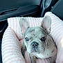 Nova is registered to the contest to win money with this photo: dog, puppy, french_bulldog, pet_bed, pink, striped, car_interior, seat, curious, ears, fur, animal, cute, companion, indoors, cozy, looking_up, small_dog, face, snout