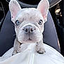 Nova is registered to the contest to win money with this photo: french_bulldog, puppy, dog, pet, animal, ears, face, eyes, car_interior, steering_wheel, lap, person, white_jacket, zipper, closeup, cute, curious, sitting, indoor, portrait