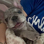 Nova joined the competition — help win amazing prizes! puppy, dog, blanket, cozy, smiling, ear, paw, person, blue_shirt, tattoo, resting, indoor, cute, pet, snuggled, close_up, happy, expression, fur, comfort
