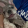 puppy, dog, blanket, cozy, smiling, ear, paw, person, blue_shirt, tattoo, resting, indoor, cute, pet, snuggled, close_up, happy, expression, fur, comfort