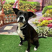 Belle joined the competition — help win amazing prizes! dog, black_and_white, sitting, grass, artificial_grass, garden_backdrop, flowers, plants, collar, pet, canine, portrait, outdoor, greenery, decorative, posed, cute, friendly, animal, fur