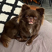 Sissi participe au concours pour gagner de l'argent avec cette photo : dog, brown, fluffy, pet, cute, indoor, pillow, fabric, floor, tile, furniture, relaxed, small_dog, long_hair, tongue_out, animal, domestic, companion, resting, close_up