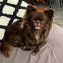 dog, brown, fluffy, pet, cute, indoor, pillow, fabric, floor, tile, furniture, relaxed, small_dog, long_hair, tongue_out, animal, domestic, companion, resting, close_up