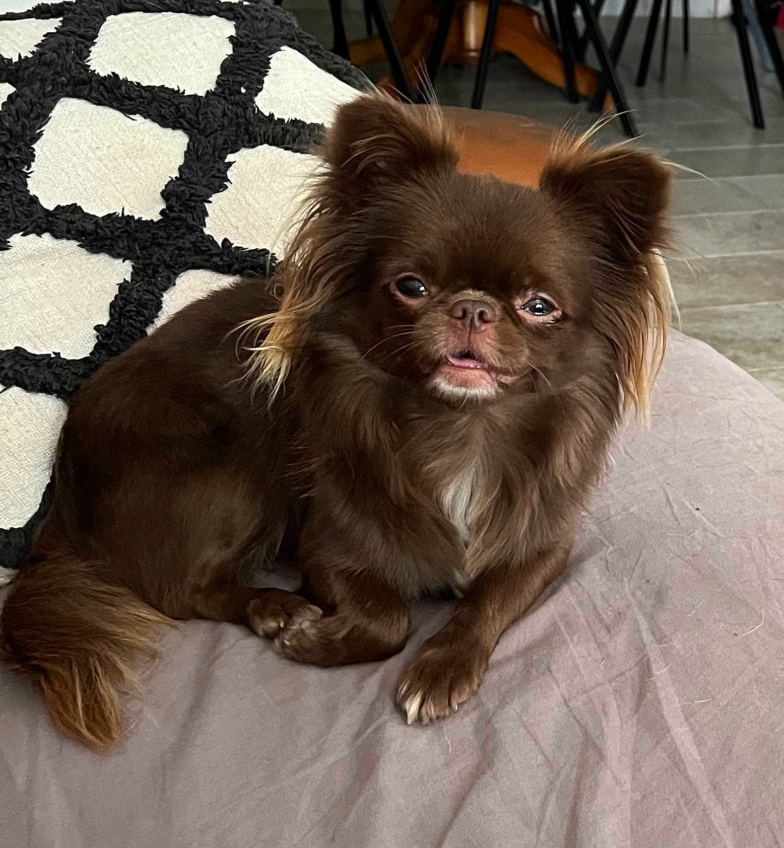 Sissi participe au concours pour gagner de l'argent avec cette photo : dog, brown, fluffy, pet, cute, indoor, pillow, fabric, floor, tile, furniture, relaxed, small_dog, long_hair, tongue_out, animal, domestic, companion, resting, close_up