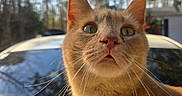 Simba is registered to the contest to win money with this photo: cat, orange_cat, whiskers, outdoor, sunlight, animal, pet, feline, closeup, fur, eyes, car, reflection, nature, tree, blue_sky, daylight, curious, portrait, mammal