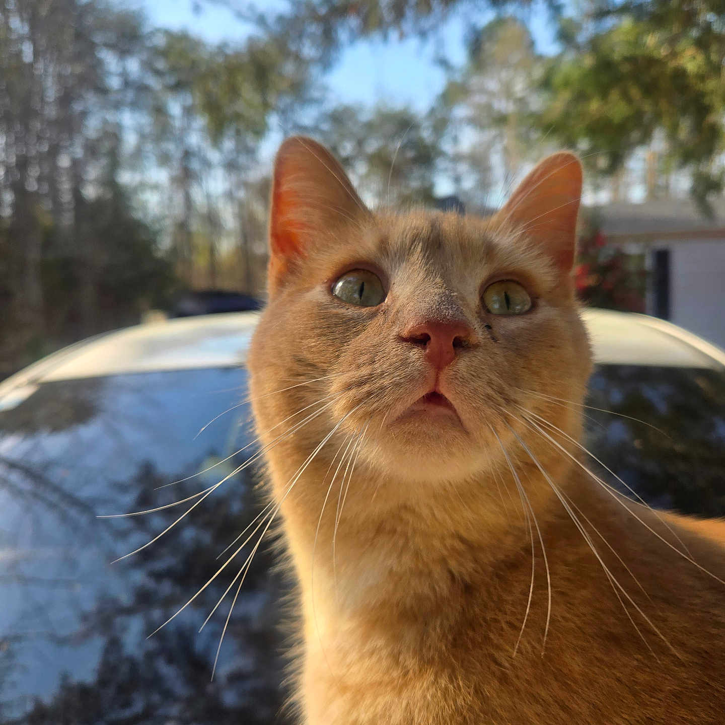 Simba