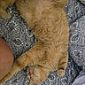 Simba joined the competition — help win amazing prizes! cat, orange_cat, sleeping, pet, furry, bed, blanket, patterned, indoor, relaxing, stretching, animal, cute, cozy, feline, domestic_animal, resting, paw, soft, fur