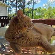 Simba is registered to the contest to win money with this photo: animal, backyard, cat, daylight, domestic_cat, feline, glass_table, nature, orange_cat, outdoor, pet, portrait, relaxing, resting, side_view, sky, sunlight, trees, whiskers, wooden_deck
