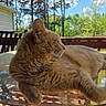 animal, backyard, cat, daylight, domestic_cat, feline, glass_table, nature, orange_cat, outdoor, pet, portrait, relaxing, resting, side_view, sky, sunlight, trees, whiskers, wooden_deck