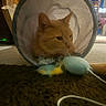 Simba joined the competition — help win amazing prizes! animal, cabinet, carpet, cat, chair, cone_collar, cozy, domestic, ears, floor, fur, furniture, fuzzy_toy, indoor, orange_cat, pet, playful, toy, tunnel, window