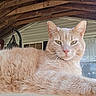 Simba is registered to the contest to win money with this photo: animal, cat, closeup, daylight, door, ears, feline, fur, ginger_cat, house, looking, outdoor, pet, porch, portrait, relaxed, resting, whiskers, window, wood