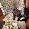 cat, tabby_cat, party_hat, birthday_cake, gift_bag, blanket, leather_couch, tongue_out, colorful_clothing, floral_pattern, celebration, indoor, pet, cute, cozy, feline, small_cake, white_plate, decorative, funny