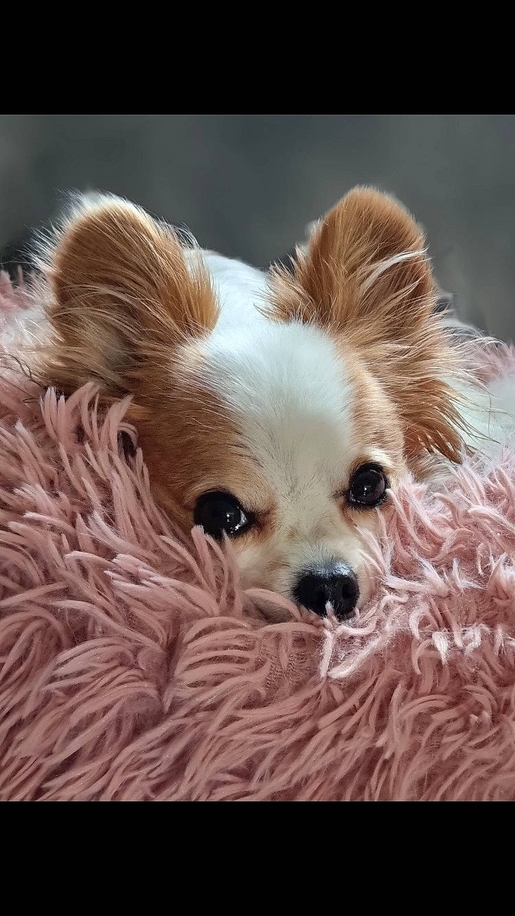 Iloa participe au concours pour gagner de l'argent avec cette photo : canidae, carnivore, companion_dog, corgi_chihuahua, dog, dog_breed, dog_supply, ear, eyelash, fawn, fur, liver, sporting_group, terrestrial_animal, toy_dog, volpino_italiano, water_dog, whiskers, working_animal