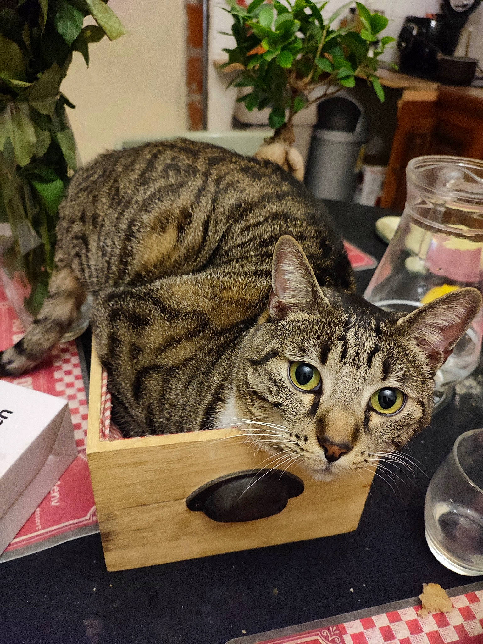 Réglisse Pupu a rejoint le concours — aidez-le/la à gagner de superbes lots ! carnivore, cat, domestic_short_haired_cat, drinkware, event, felidae, flowerpot, food, fur, houseplant, plant, plate, serveware, small_to_medium_sized_cats, tableware, tail, terrestrial_animal, whiskers, wine_glass