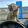 Symian is registered to the contest to win money with this photo: animal, bell, blue_sky, car_interior, cat, collar, dashboard, daytime, domestic_cat, gauge, instrument_panel, outside_view, parking_sign, pet, sitting, speedometer, steering_wheel, tabby_cat, vehicle, window