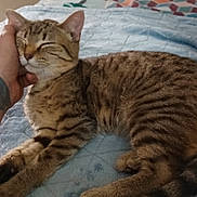 Symian is registered to the contest to win money with this photo: animal, bed, cat, comfort, cute, feline, fur, hand, human, indoor, paw, pet, pillow, quilt, relaxing, resting, sleeping, striped, tabby_cat, tattoo