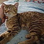 animal, bed, cat, comfort, cute, feline, fur, hand, human, indoor, paw, pet, pillow, quilt, relaxing, resting, sleeping, striped, tabby_cat, tattoo