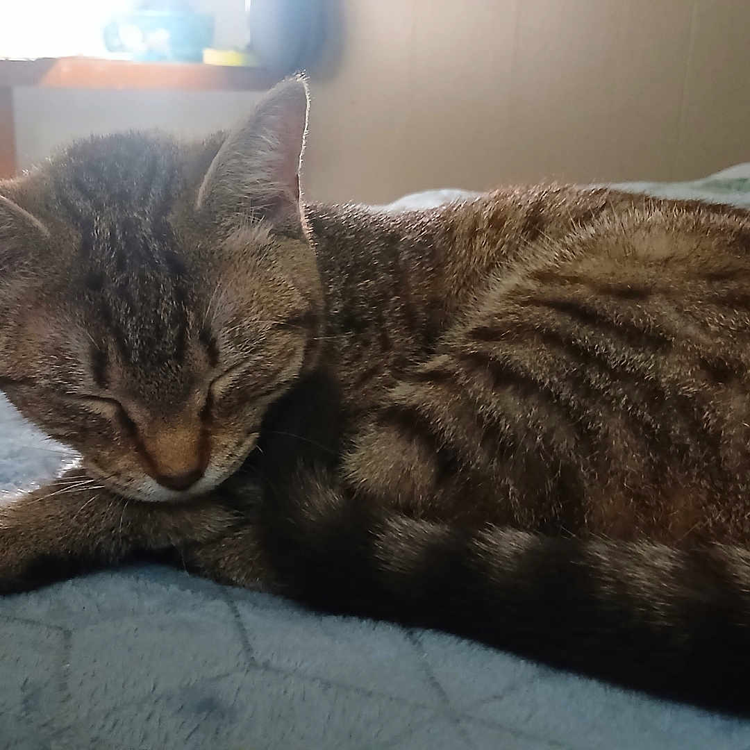 Symian is registered to the contest to win money with this photo: animal, bedroom, blanket, cat, closeup, comfort, cozy, feline, fur, indoor, paw, pet, quiet, relaxation, resting, sleeping, soft, tabby, tail, window