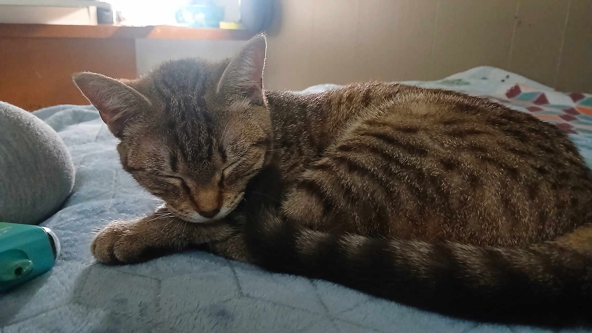 Symian is registered to the contest to win money with this photo: animal, bedroom, blanket, cat, closeup, comfort, cozy, feline, fur, indoor, paw, pet, quiet, relaxation, resting, sleeping, soft, tabby, tail, window