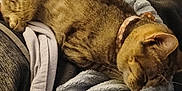 Symian joined the competition — help win amazing prizes! animal, blanket, cat, collar, comfort, cozy, cute, domestic, fur, furniture, home, indoor, nap, pet, relaxation, resting, sleeping, soft, tabby, warm
