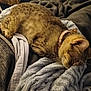animal, blanket, cat, collar, comfort, cozy, cute, domestic, fur, furniture, home, indoor, nap, pet, relaxation, resting, sleeping, soft, tabby, warm
