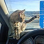 Symian is registered to the contest to win money with this photo: animal, bell, blue_sky, car_interior, cat, collar, curious, dashboard, daytime, indoor, instrument_panel, parking_lot, pet, reflection, steering_wheel, sunlight, tabby_cat, vehicle, window, windshield