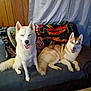 dog, husky, canine, pet, indoor, couch, pillow, blanket, happy, smiling, fur, tail, ears, tongue, wood_paneling, home, living_room, two_dogs, relaxed, animal