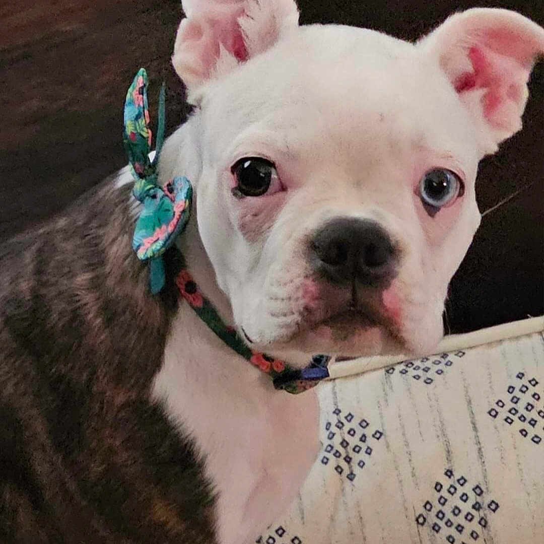 Bailey