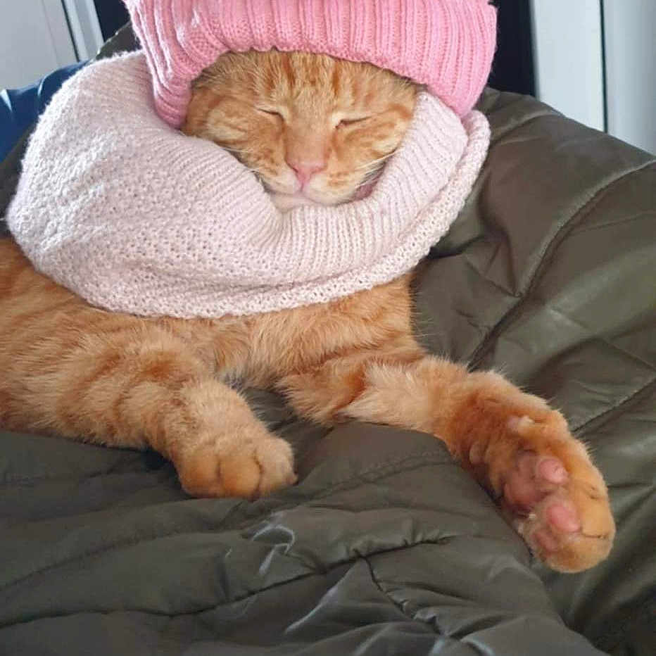 Simba